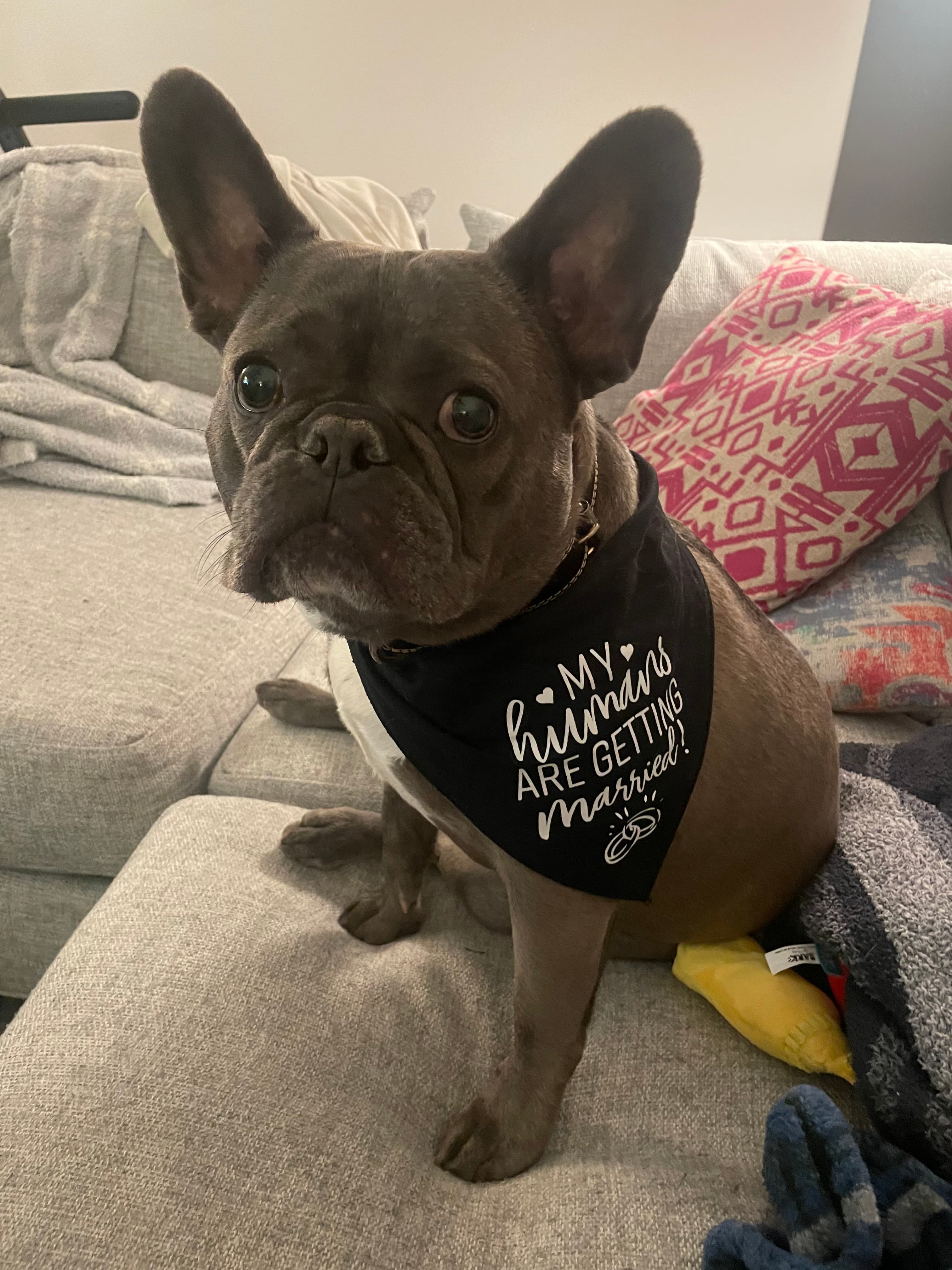 Sadly, no doggos allowed